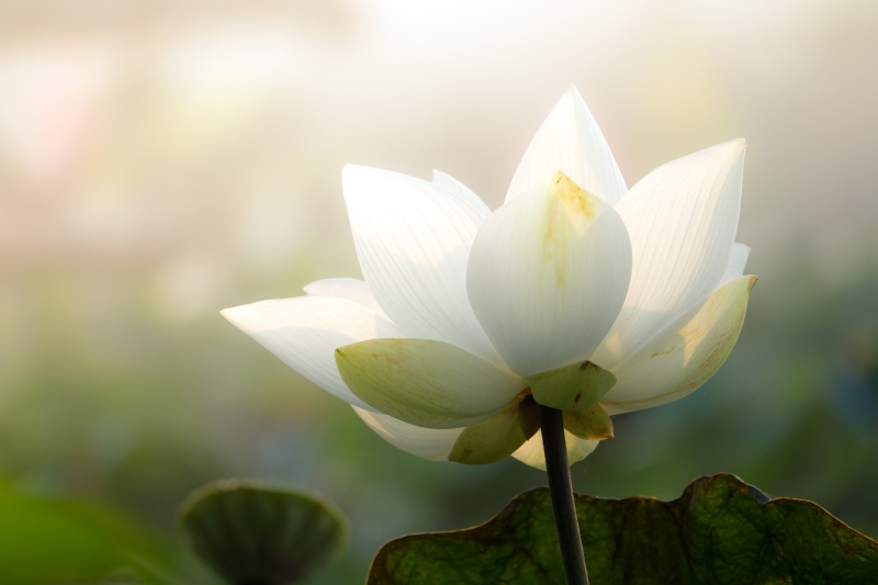 shutterstock_1013880559